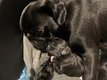 Chiot Carlin noir femelle