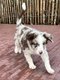 Chiots Border collie (parents prsents)