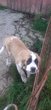 Chiot