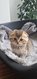 Magnifiques chatons Highland et Scottish