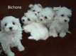 Bichons superbes chiots  partir de 950