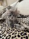 Chatons maine coon  rserver.