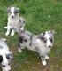 Chiots border collie bleu merle et noir et blanc