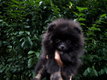 Adorables spitz nain (loulou de pomranie)