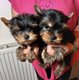 Chiots yorkshire