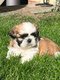 Lhasa apso