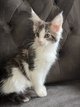 Magnifique femelle Maine Coon