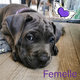 Chiots Cane Corso avec pedigree