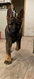 Chiots gris loup et noirs , pedigree , disponible...