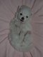 Chiots Spitz Allemand type Pomranian blanc