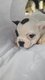 Chiots Bouledogue franais femelle