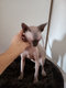 Manifique chaton  sphynx