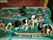 Cavalier King Charles croiss