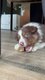 Chiots Berger australien-Les Aussies du domaine...