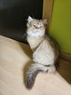 3 Magnifiques chatons Black golden