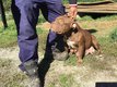 American Bully