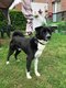 Chien Border Collie crois Akita  donner