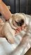 Chiots Labradors sables levs en famille