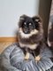 Chiots loulou de pomranie