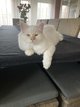 2 magnifiques chatons mles red point et lilac...