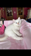 2 magnifiques chatons mles red point et lilac...