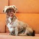 Shih-tzu mle [cherche] bonne famille