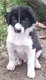 Chiots Border collie