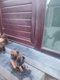 Jeunes Berger malinois