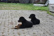 Mles beauceron