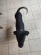 Chiots