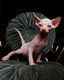Magnifiques chatons