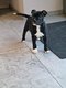 Adorables Staffys levs en famille - Avec ou...