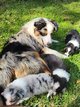 Chiots Berger Australien