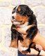 Chiots Bouvier Bernois