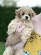 Caniche toy abricot femelle