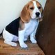 Chiots Beagle tricolore