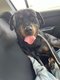 Rottweiler femelle