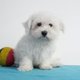 Adorables chiots Bichon Maltais