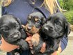 Adorables chiots English Cocker Spaniel