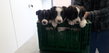 Chiots border collie