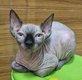 Magnifique chatte Sphynx entire