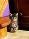 Chatons norvgiens   rserver
