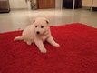Chiots berger blanc disponible fin septembre