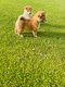 Superbe porte de Shiba Inu