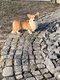 Magnifique femelle Welsh Corgi Pembroke de 2 ans