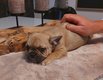 Chiot bouledogue francais