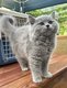 Magnifique British Longhair