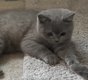 Magnifique British Shorthair bleu