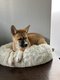 Akita Inu