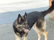 Lola Chienne 11 ans  donner